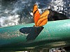 386_8637_Img.JPG 386_8637_Img.JPG